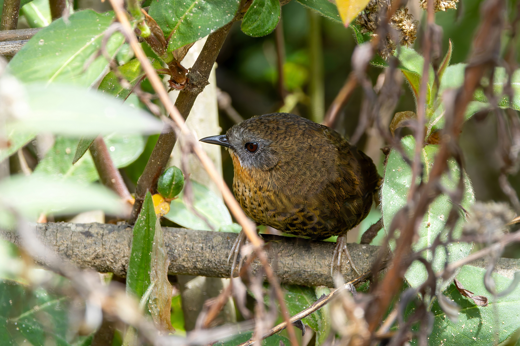 Rufous-throated Wren-Babbler (image by Nik Borrow)