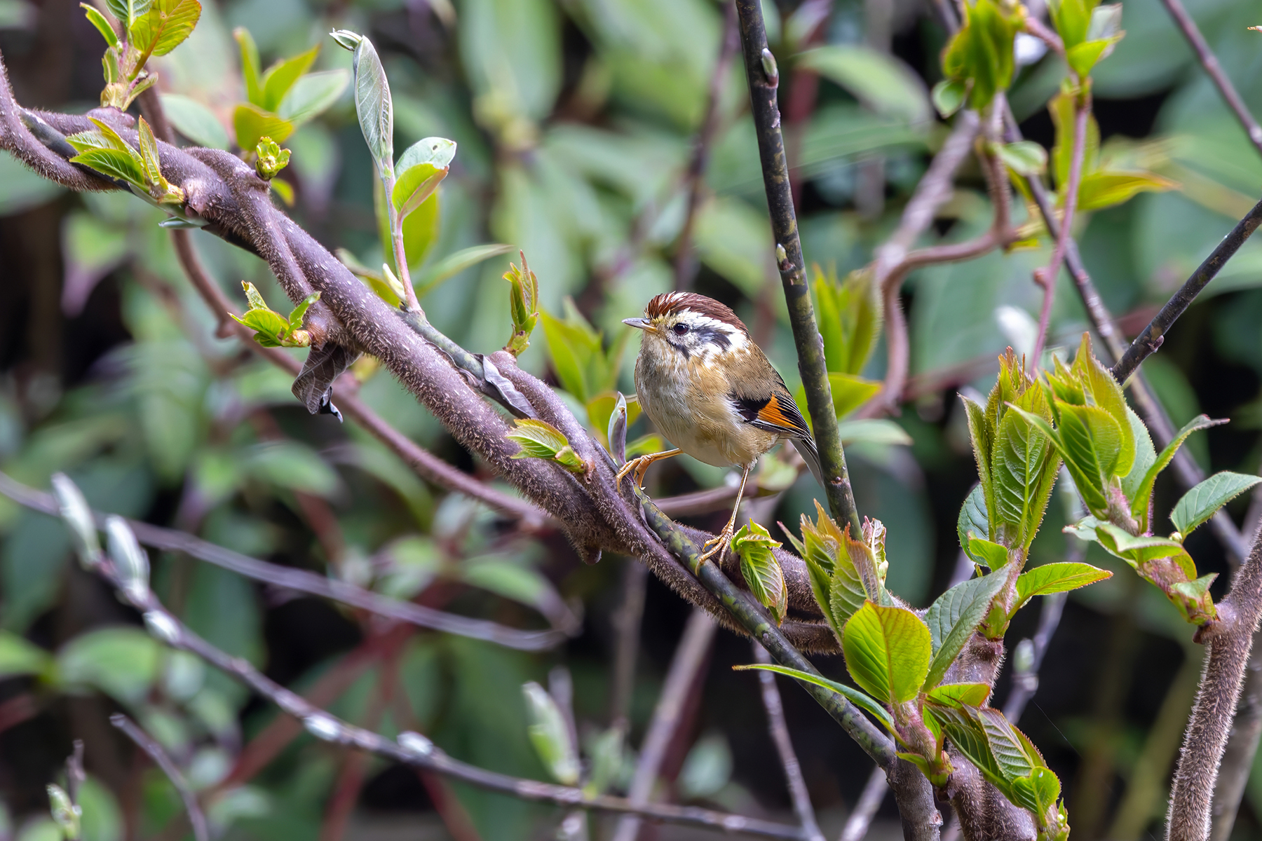 Rufous-winged Fulvetta (image by Nik Borrow)