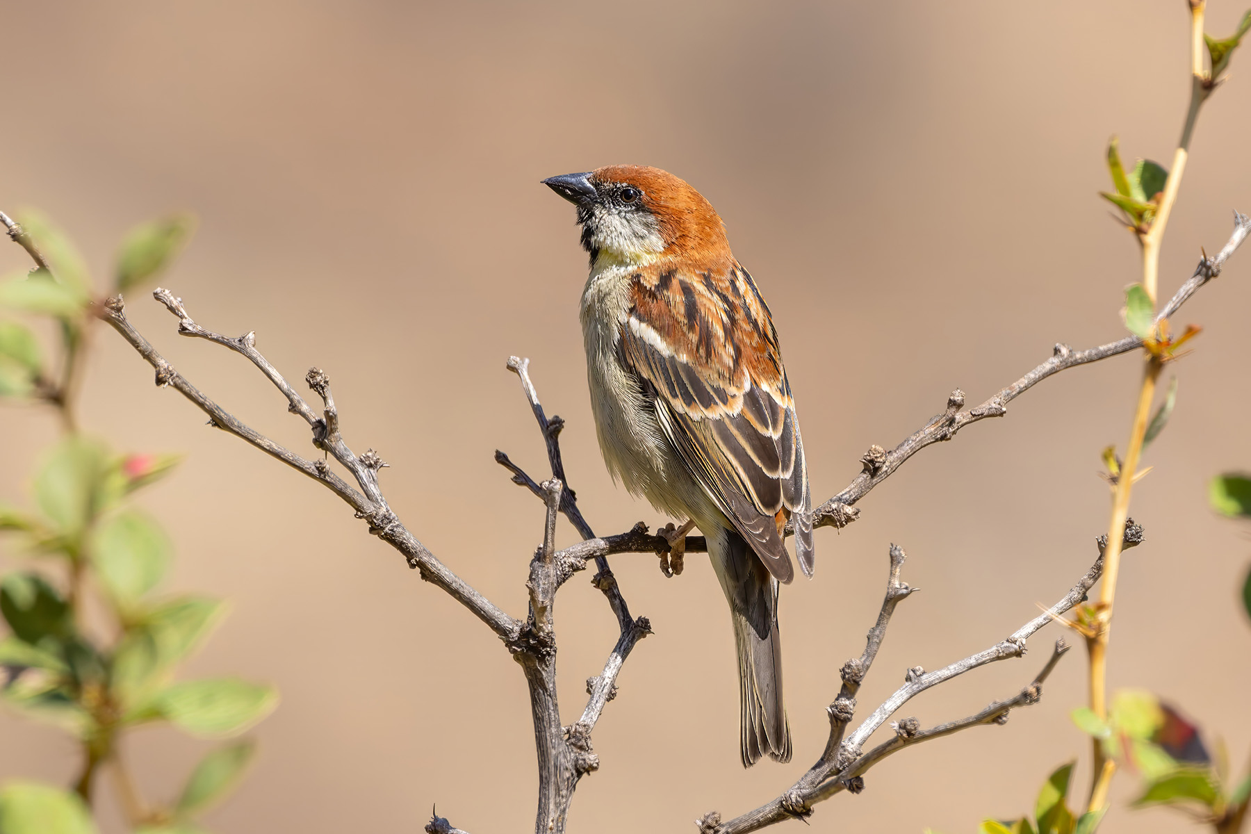 male Russet Sparrow (image by Nik Borrow)