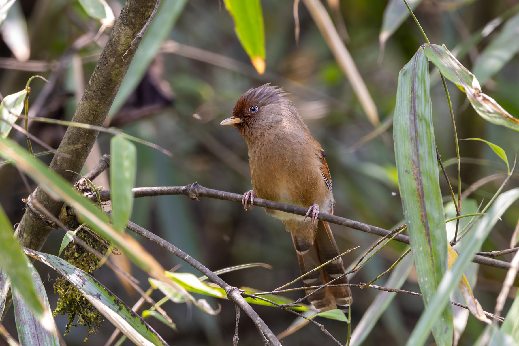 Rusty-fronted Barwing (image by Nik Borrow)