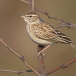 Sabota Lark (image by Janos Olah)