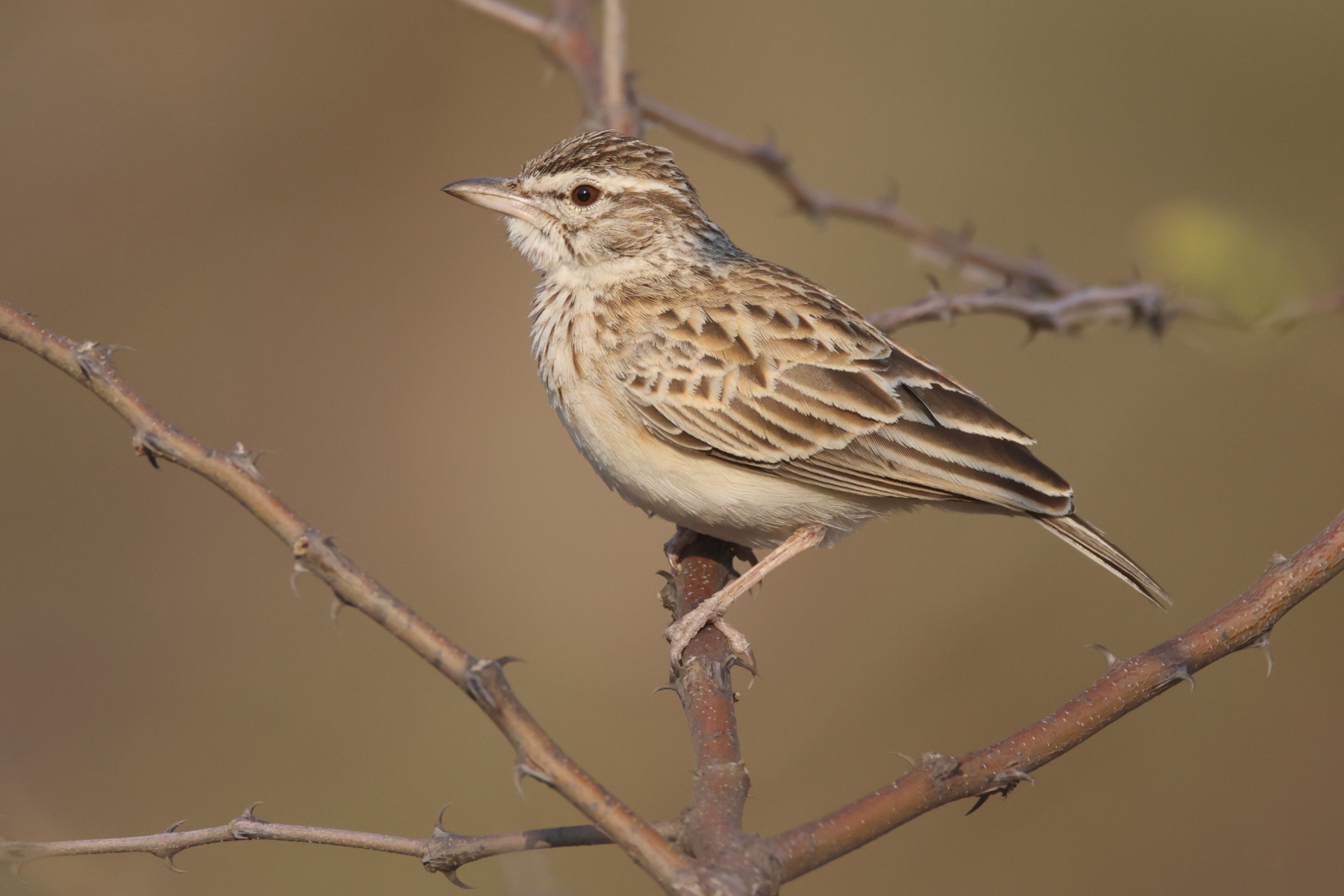 Sabota Lark (image by Janos Olah)