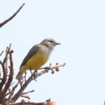 Salvadori's Yellow-bellied Eremomela (image by Janos Olah)