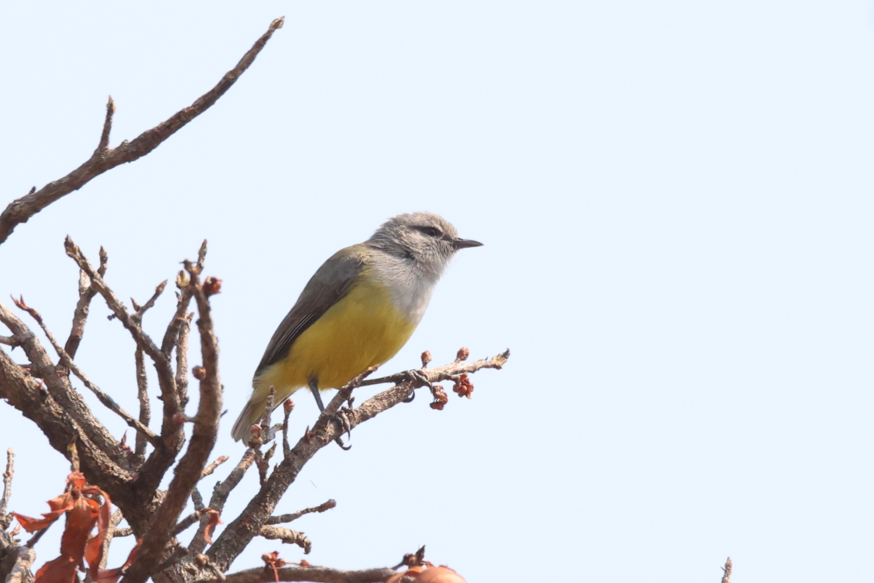 Salvadori's Yellow-bellied Eremomela (image by Janos Olah)