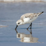 Sanderling (image by Hannu Jännes)