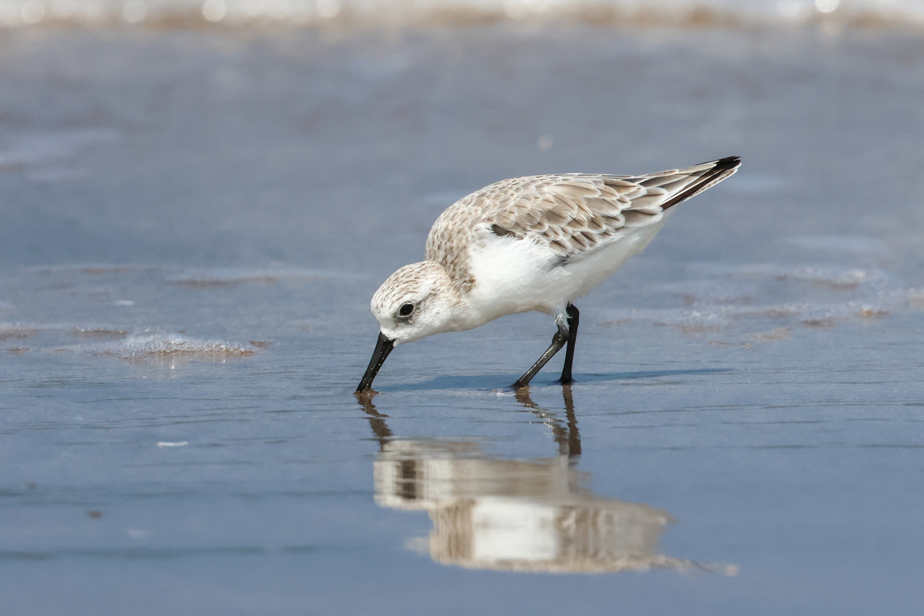 Sanderling (image by Hannu Jännes)