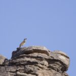 Sandstone Shrikethrush (image by Michael Greenshields)