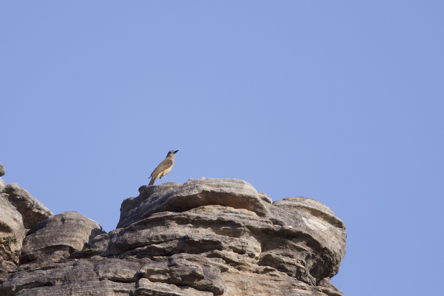 Sandstone Shrikethrush (image by Michael Greenshields)