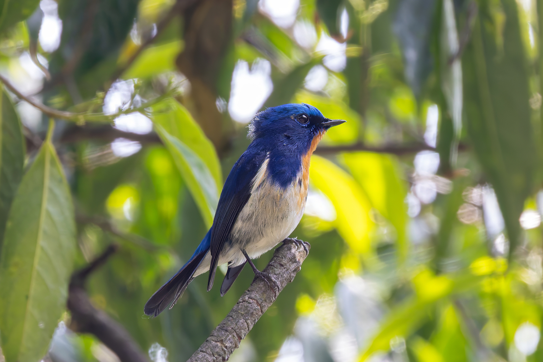 male Sapphire Flycatcher (image by Nik Borrow)