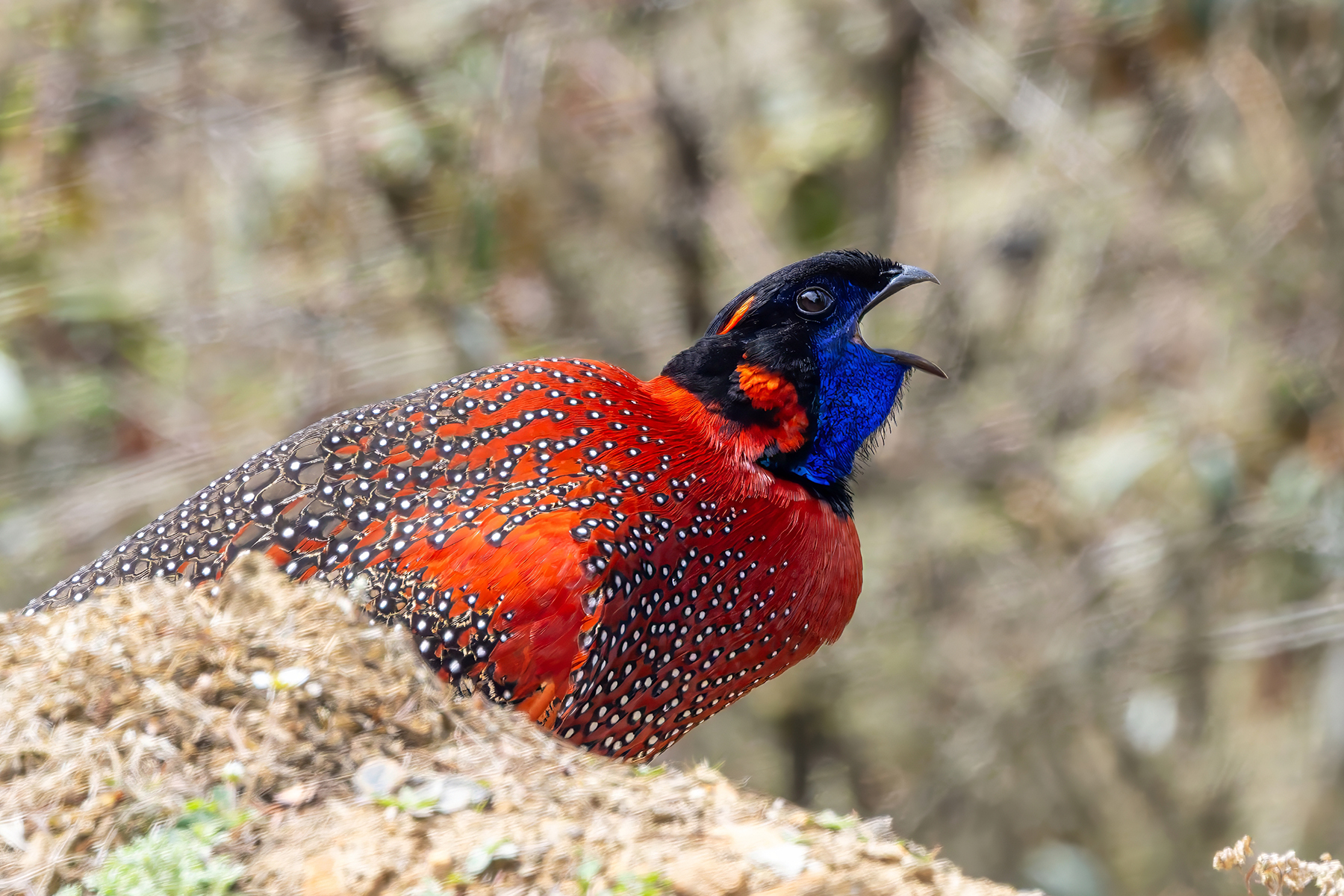 male Satyr Tragopan (image by Nik Borrow)