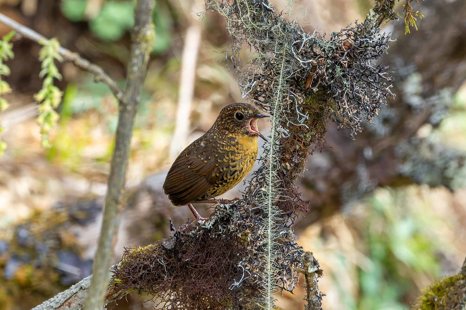 Scaly-breasted Cupwing (image by Nik Borrow)