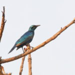 Sharp-tailed Starling (image by Janos Olah)