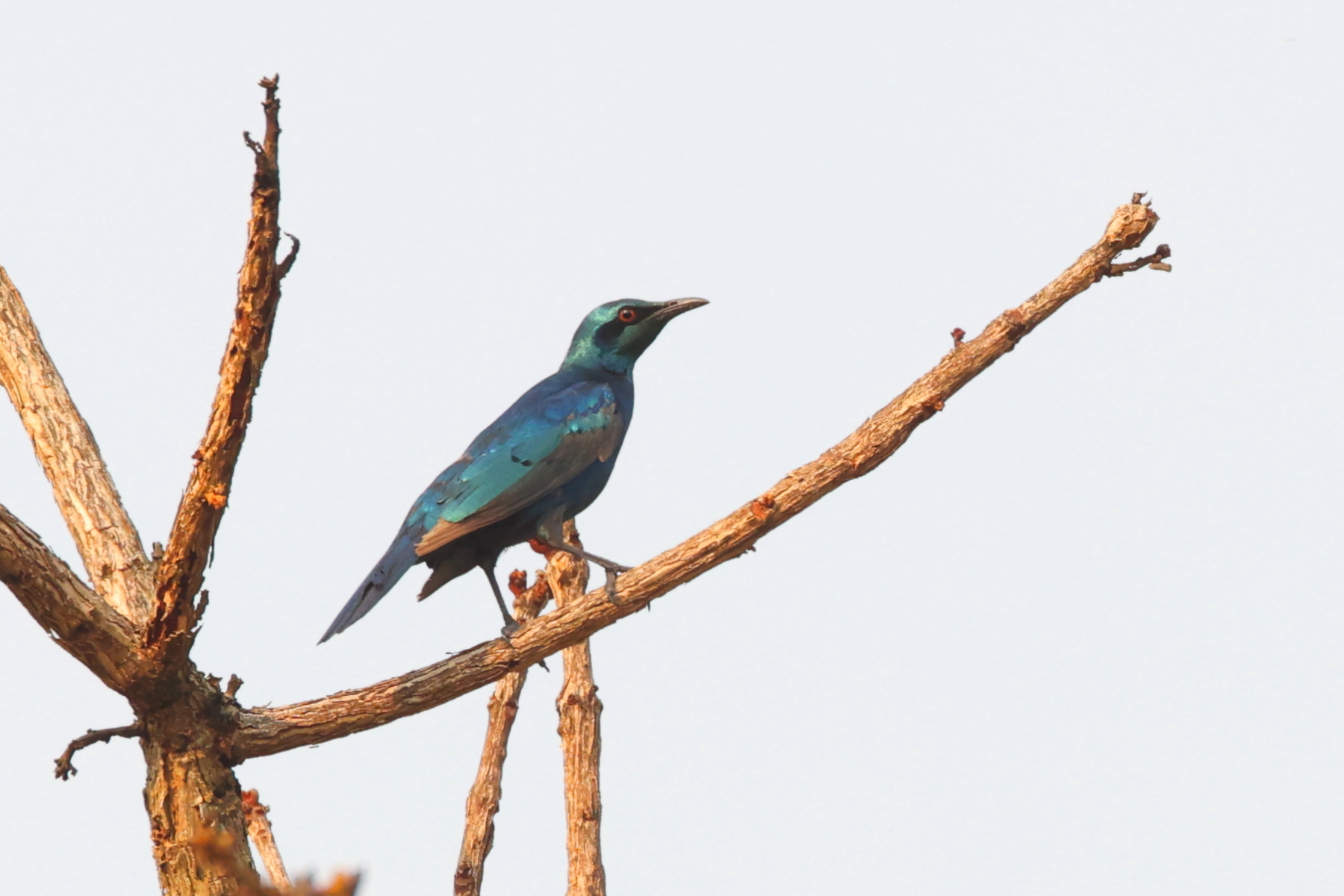 Sharp-tailed Starling (image by Janos Olah)