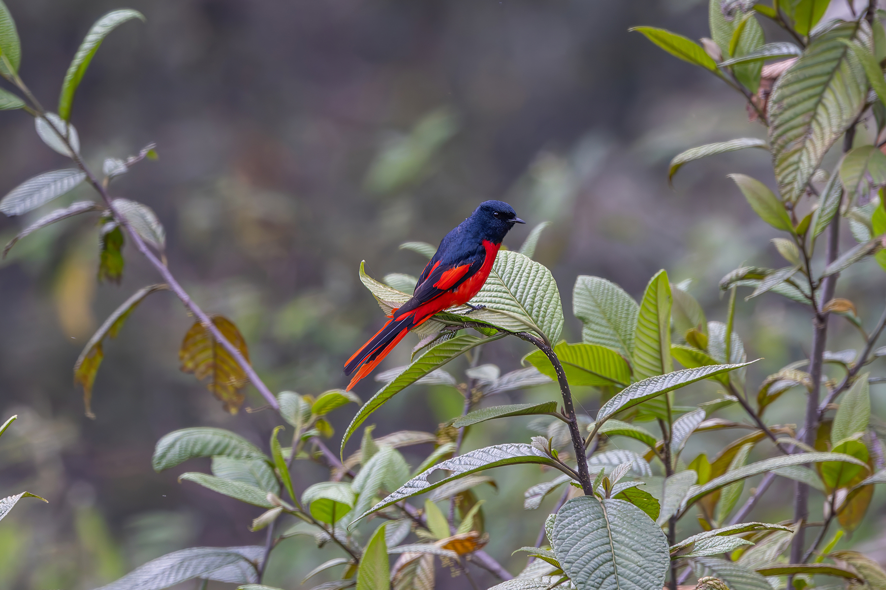 male Short-billed Minivet (image by Nik Borrow)
