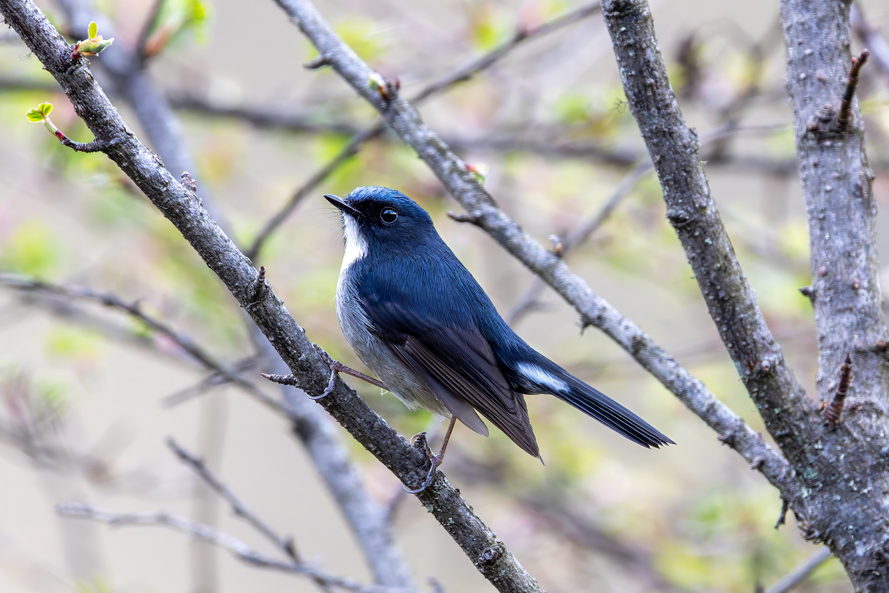 Slaty-blue Flycatcher (image by Nik Borrow)