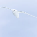 Snow Petrel (image by Mike Watson)