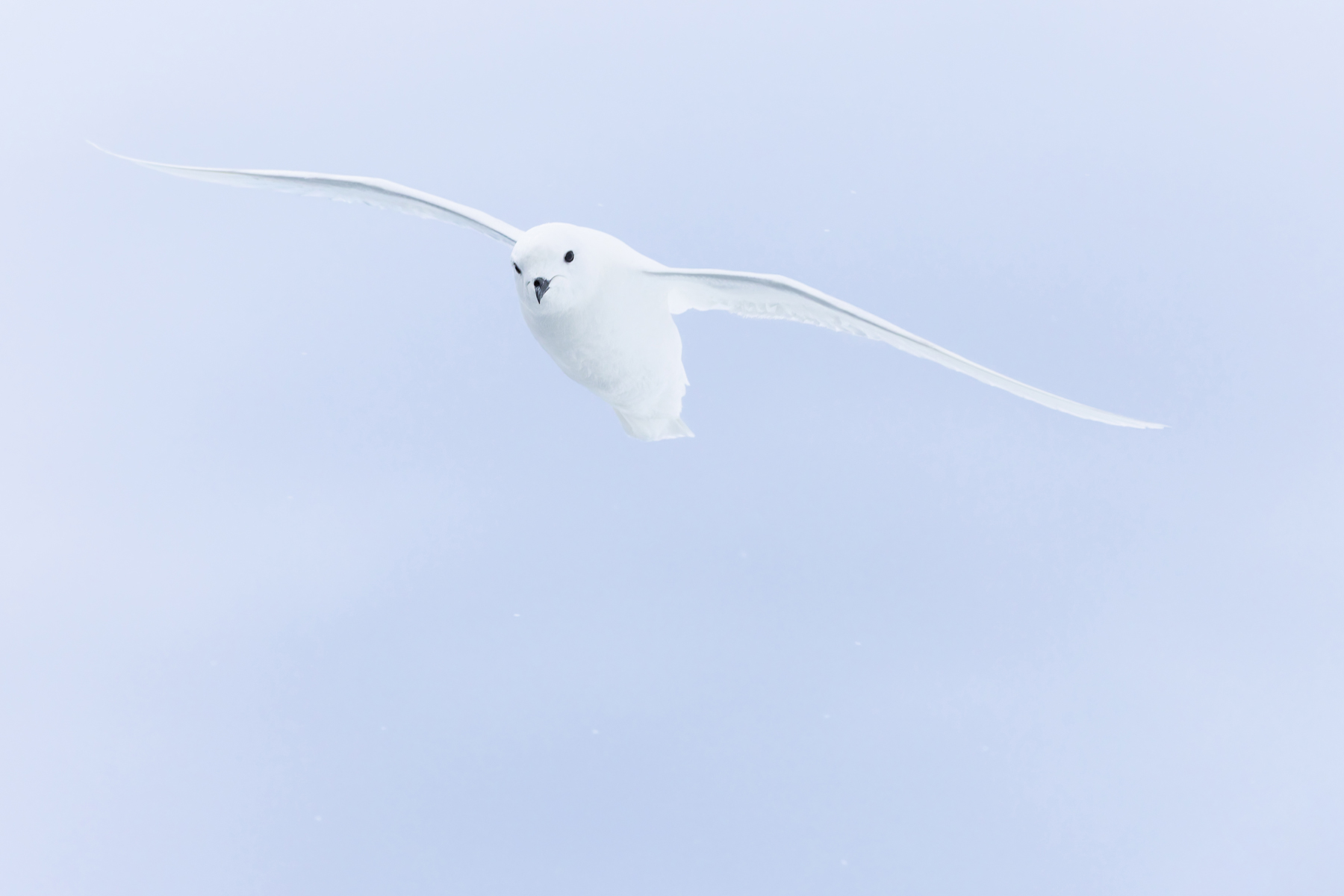 Snow Petrel (image by Mike Watson)