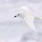Snow Petrel (image by Mike Watson)