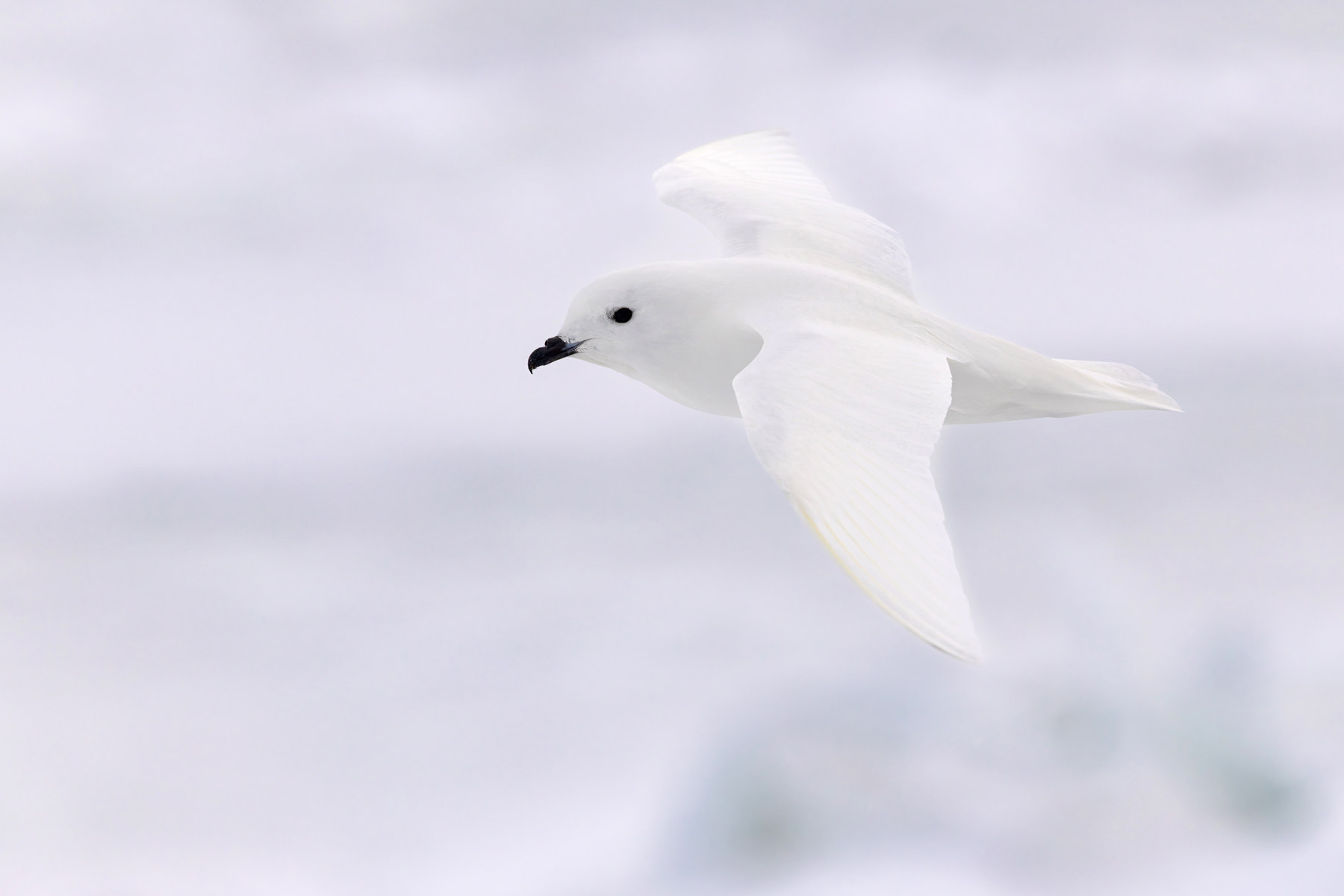Snow Petrel (image by Mike Watson)