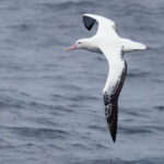 Snowy Albatross (image by Mike Watson)