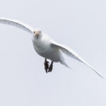 Snowy Sheathbill (image by Mike Watson)