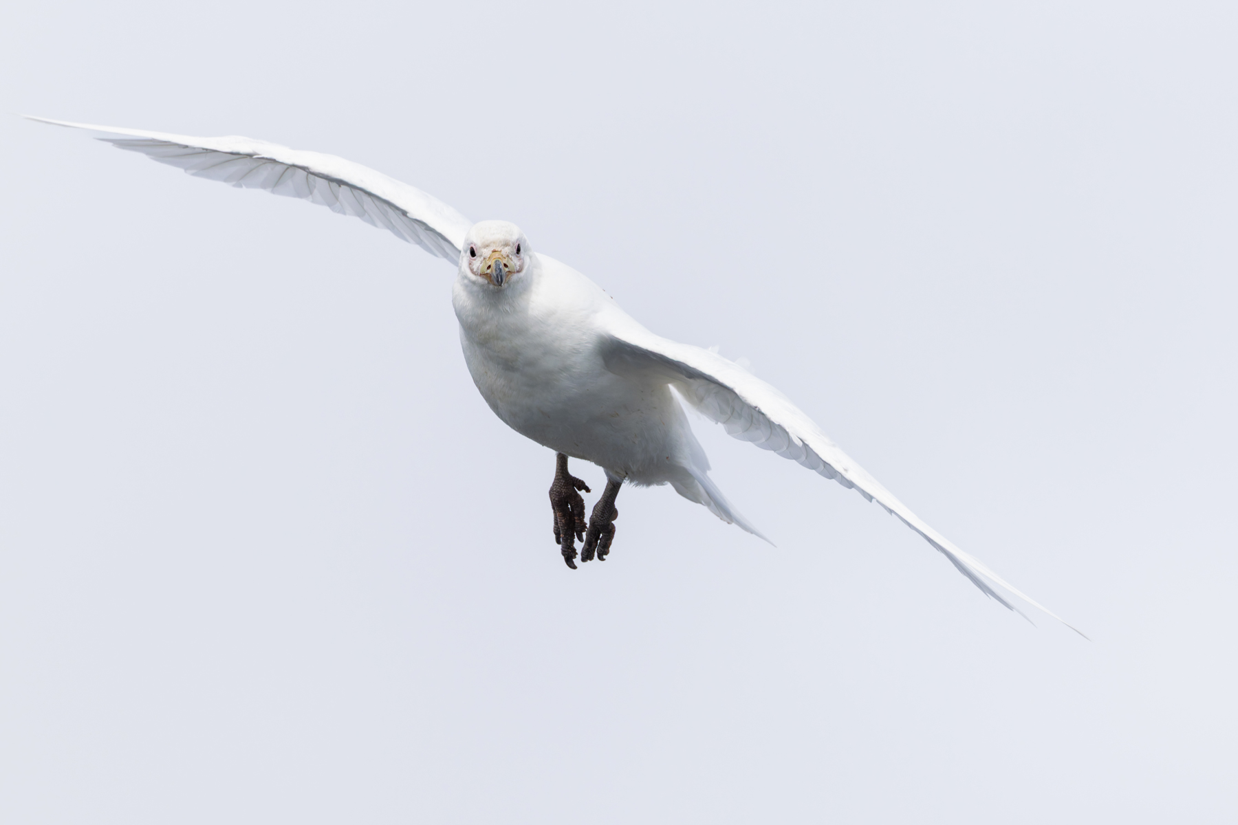 Snowy Sheathbill (image by Mike Watson)