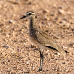 Sociable Lapwing (image by Hannu Jännes)
