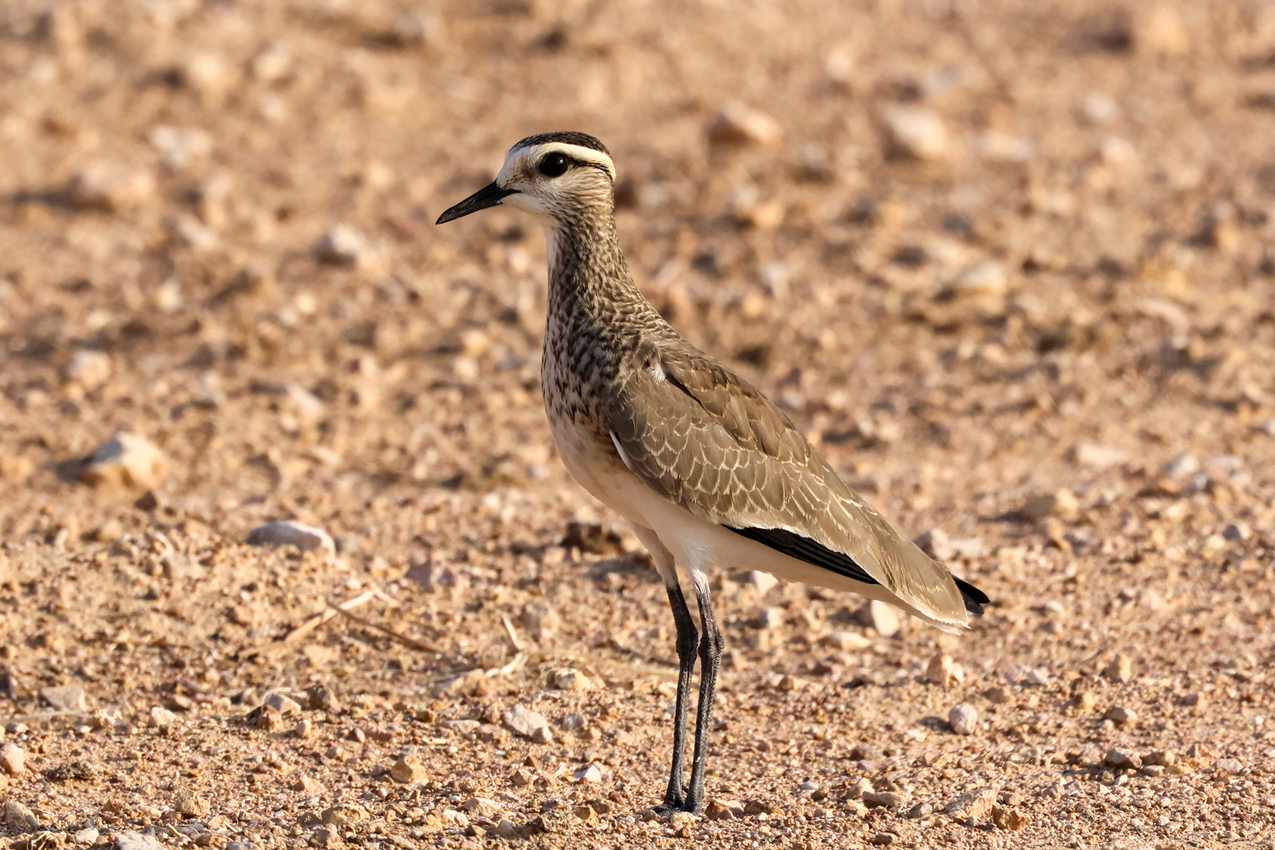 Sociable Lapwing (image by Hannu Jännes)
