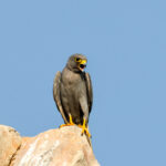 Sooty Falcon (image by Hannu Jännes)