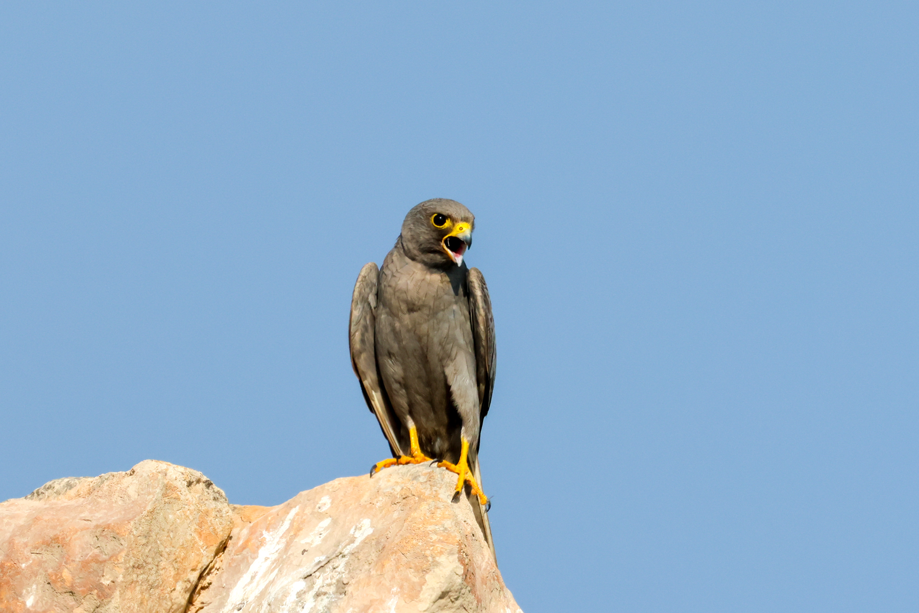 Sooty Falcon (image by Hannu Jännes)
