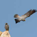 Sooty Falcons (image by Hannu Jännes)