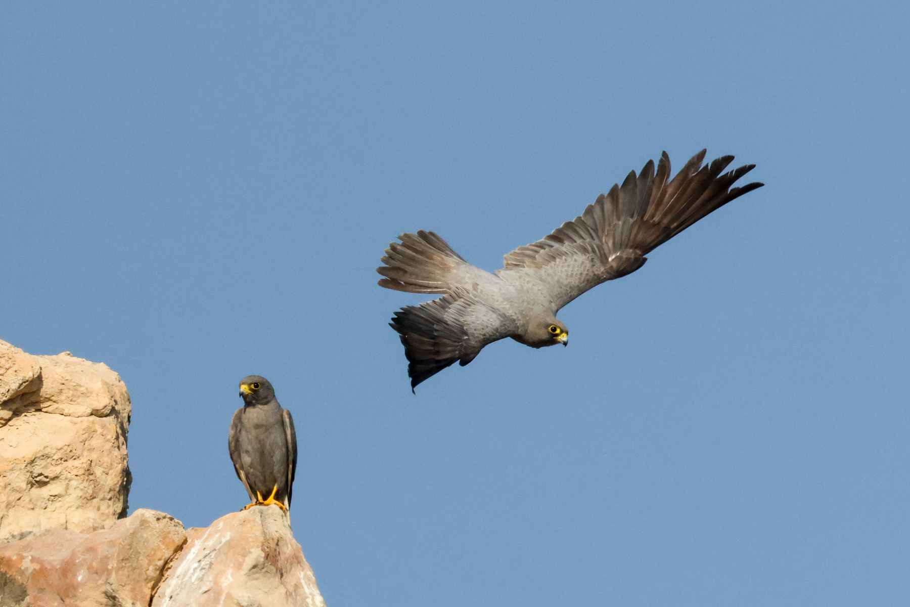 Sooty Falcons (image by Hannu Jännes)