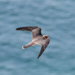Sooty Falcon juvenile (image by Hannu Jännes)