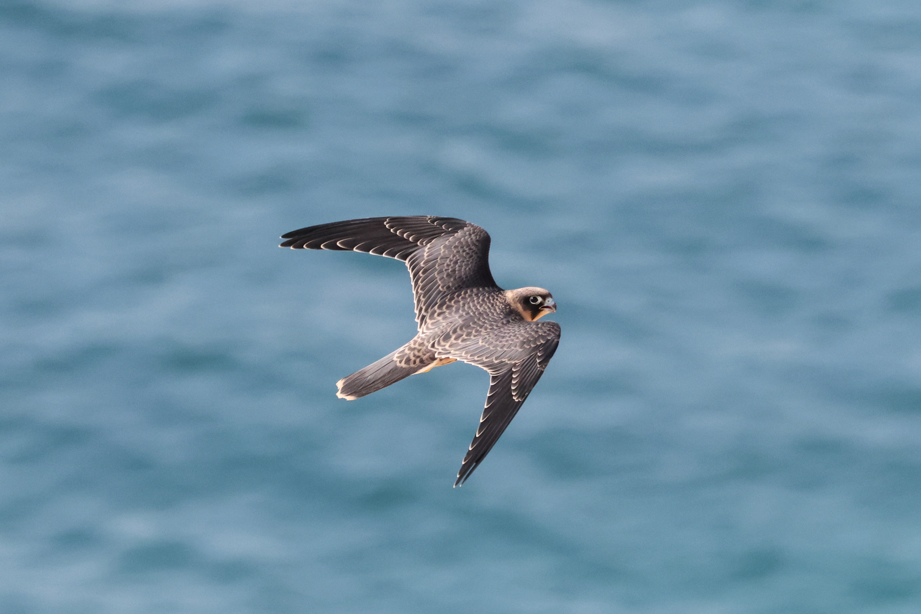 Sooty Falcon juvenile (image by Hannu Jännes)