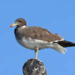 Sooty Gull (image by Hannu Jännes)