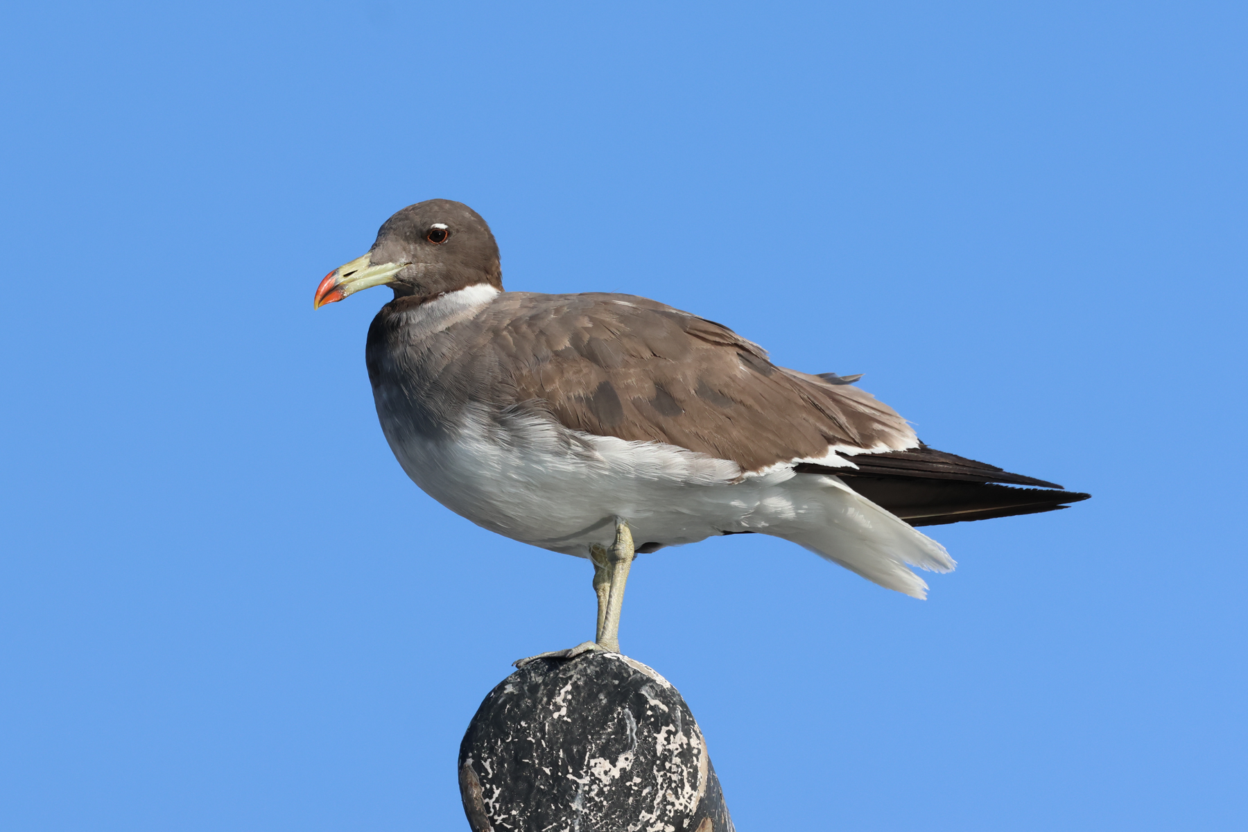 Sooty Gull (image by Hannu Jännes)