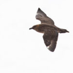 South Polar Skua (image by Mike Watson)