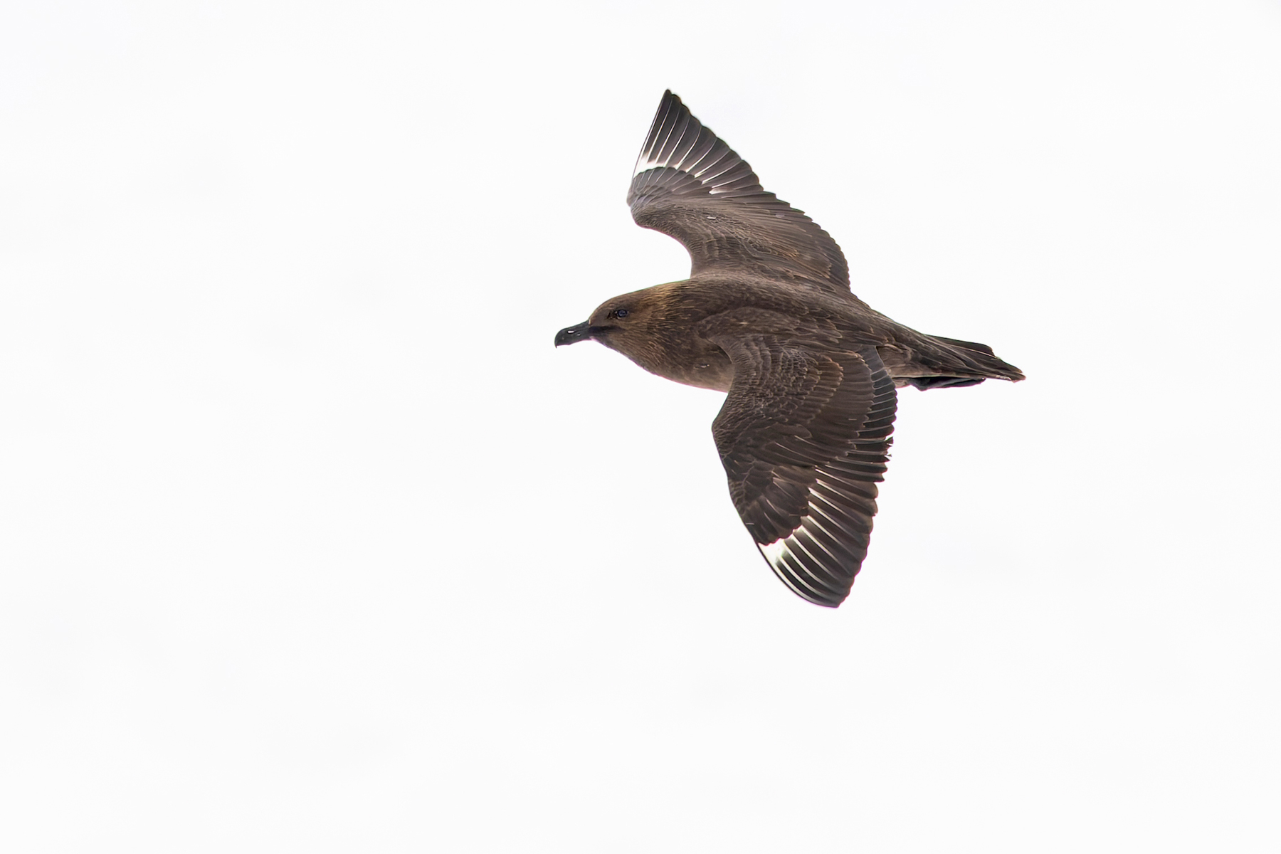South Polar Skua (image by Mike Watson)