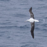 Southern Royal Albatross (image by Mike Watson)