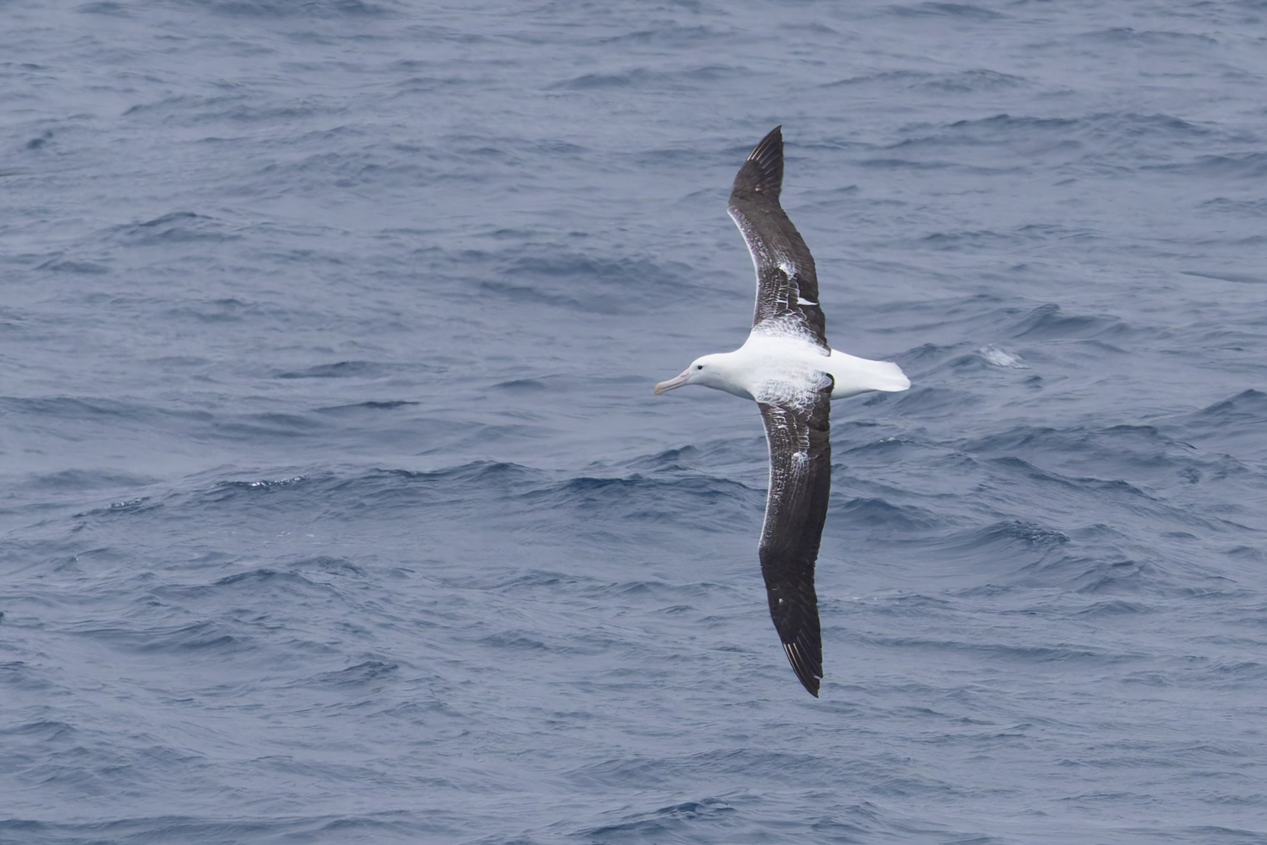 Southern Royal Albatross (image by Mike Watson)