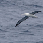 Southern Royal Albatross (image by Mike Watson)