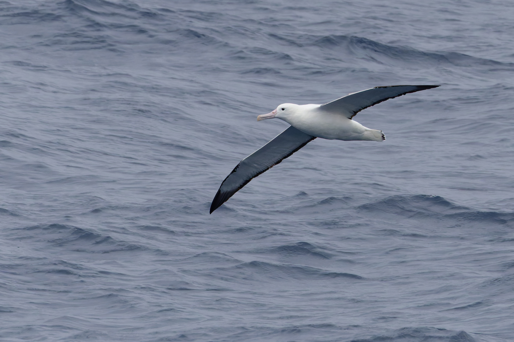 Southern Royal Albatross (image by Mike Watson)