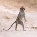 Southern Talapoin Monkey (image by Janos Olah)