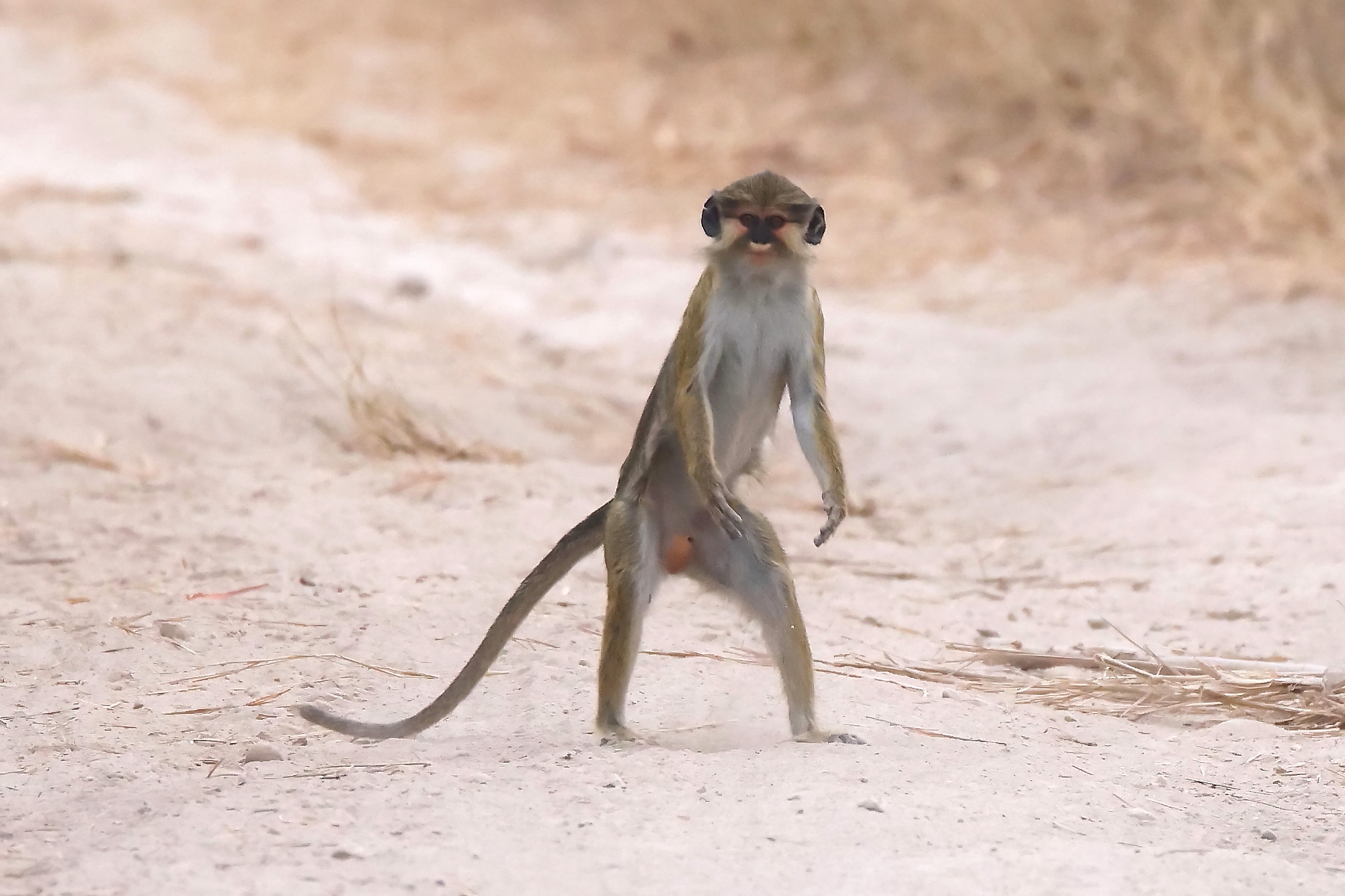 Southern Talapoin Monkey (image by Janos Olah)