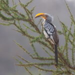 Southern Yellow-billed Hornbill (image by Janos Olah)