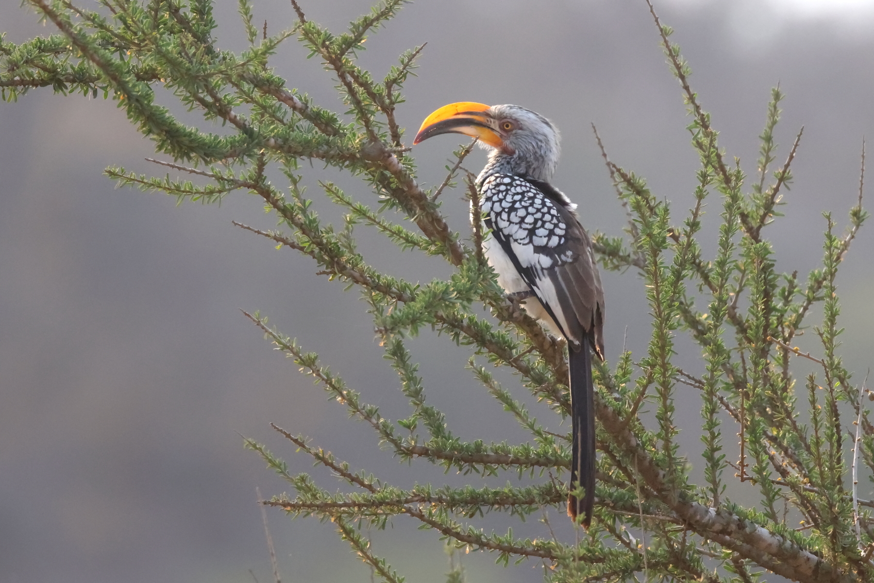 Southern Yellow-billed Hornbill (image by Janos Olah)