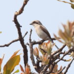 Souza's Shrike (image by Janos Olah)