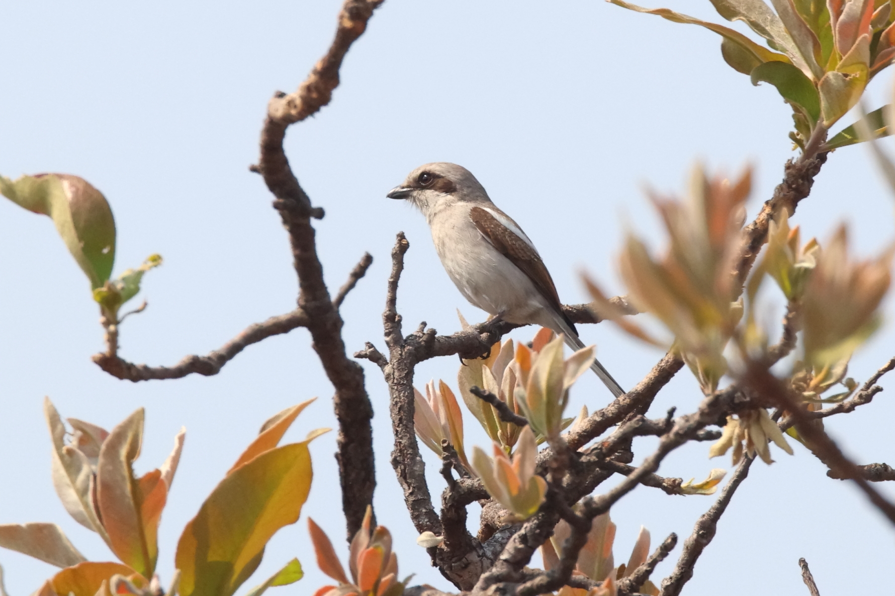 Souza's Shrike (image by Janos Olah)