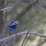 Splendid Fairywren (image by Michael Greenshields)