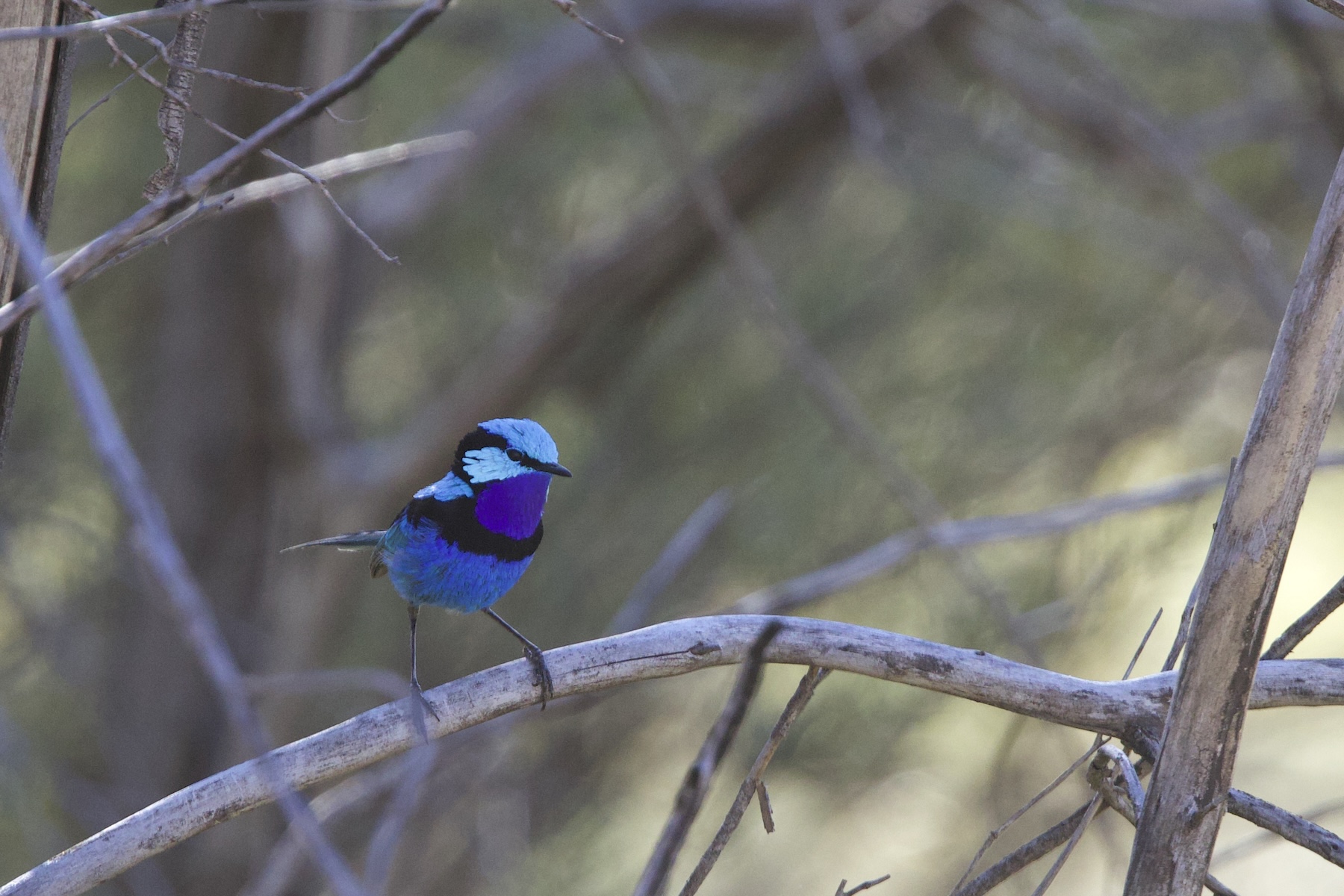 Splendid Fairywren (image by Michael Greenshields)
